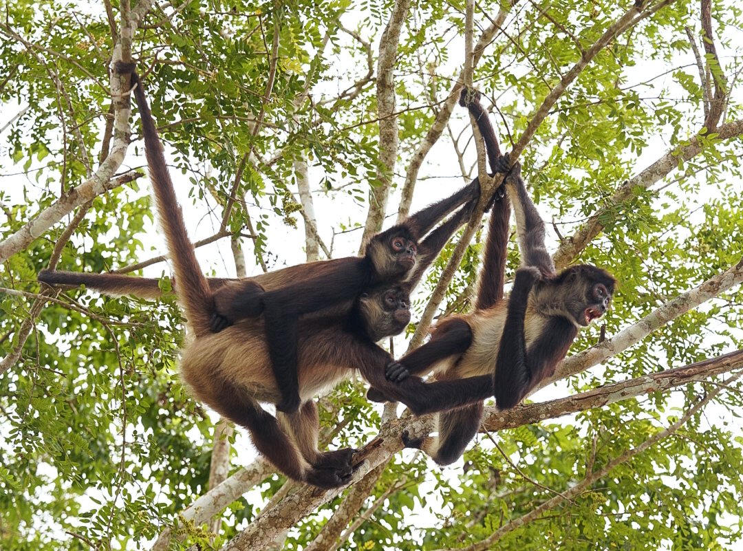 Monos araña